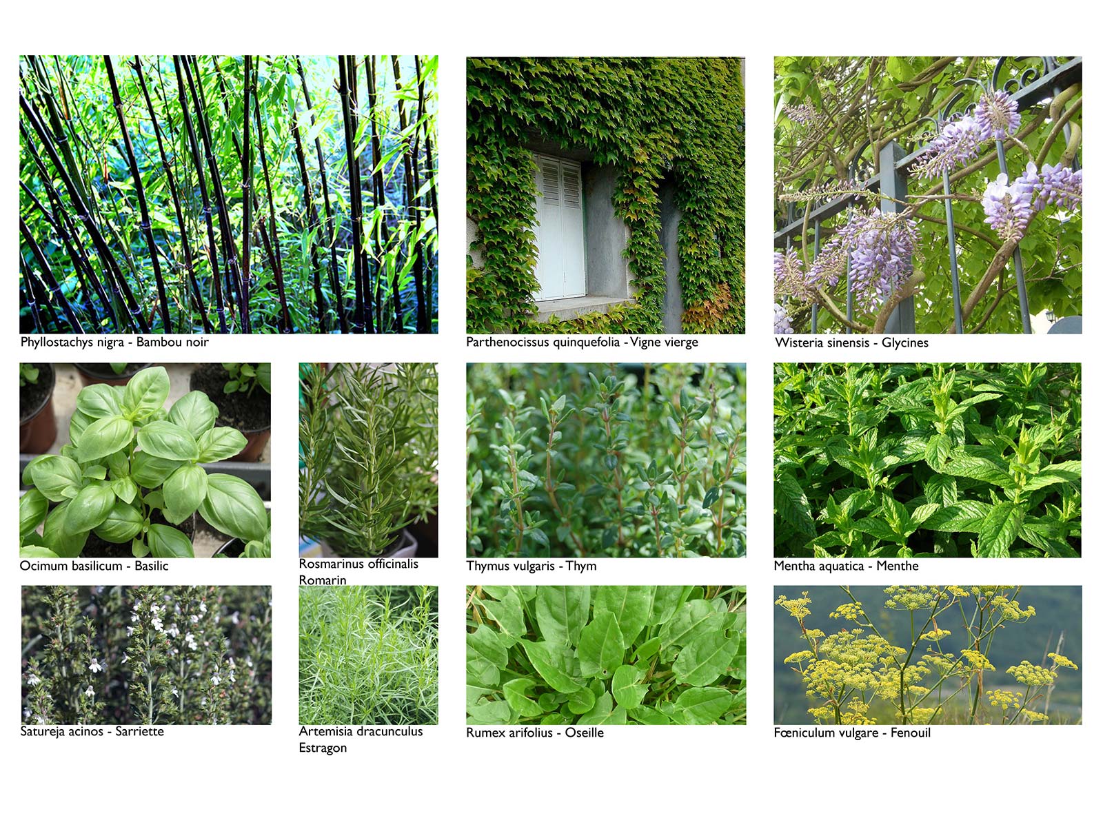 planche végétale aménagement jardin privé