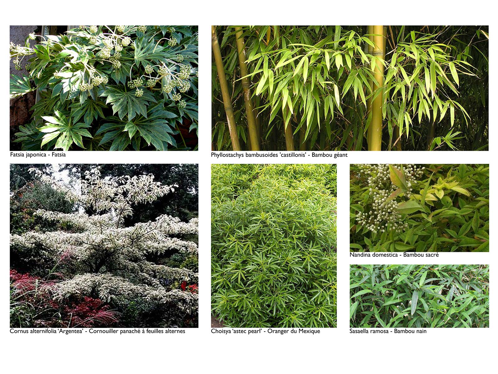 planche végétale aménagement jardin privé