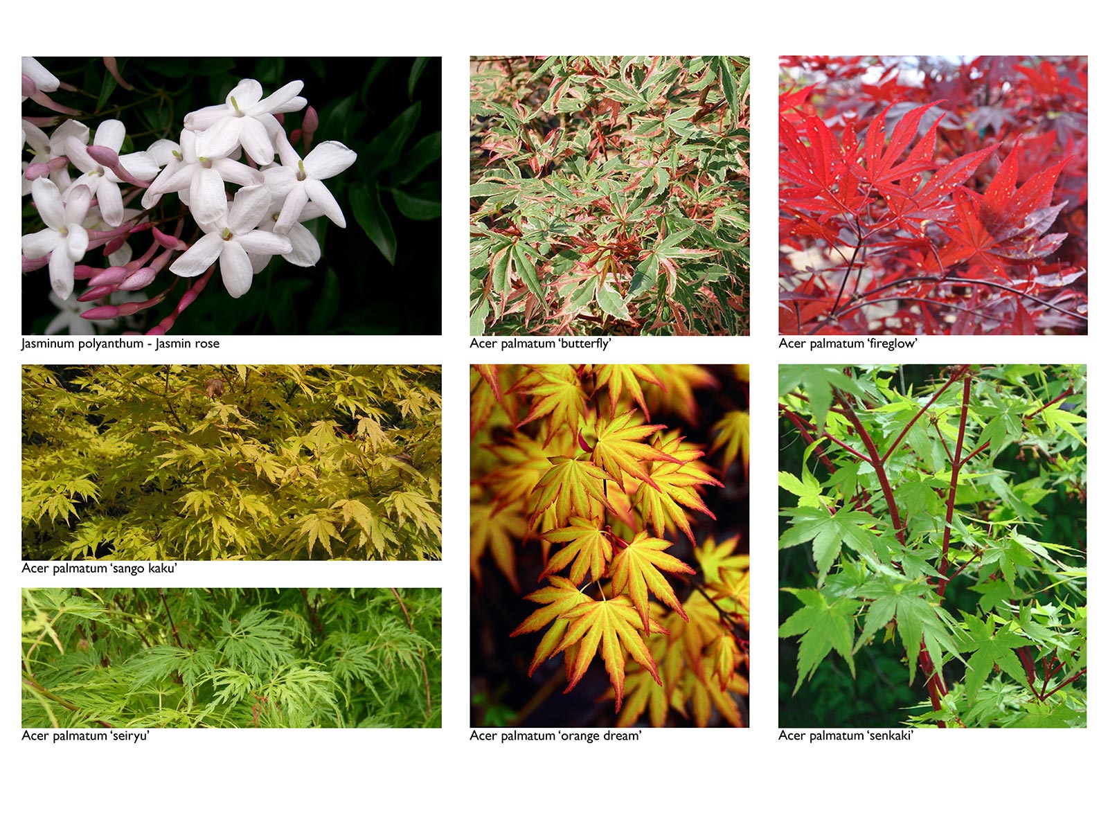 planche végétale aménagement jardin privé